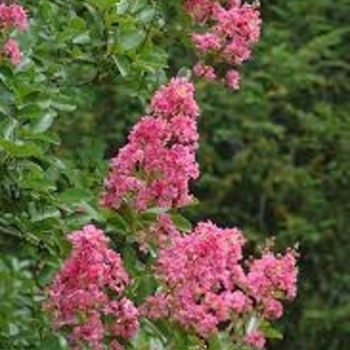 Lagerstroemia indica x fauriei 'Hopi' 