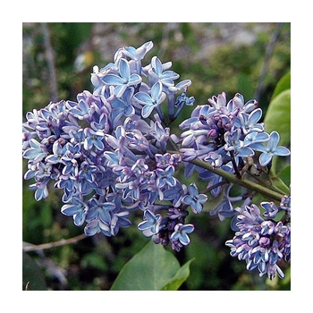 Syringa vulgaris 'Wonder Blue' 