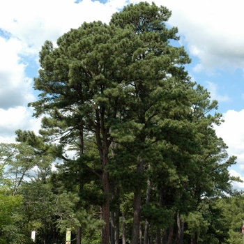 Pinus peuce 'Pacific Blue' 