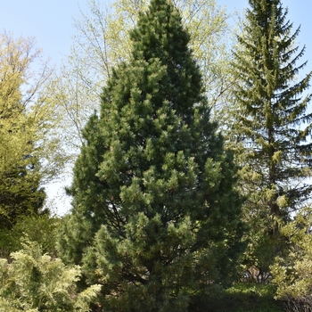 Pinus cembra