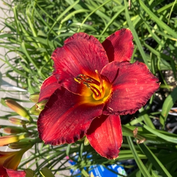 Hemerocallis 'Acquire the Fire' 