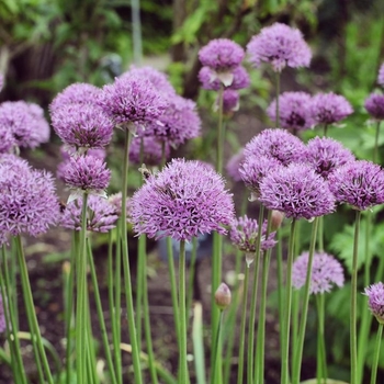 Allium 'Pinball Wizard' 