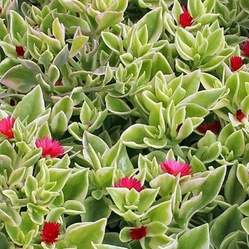 Aptenia cordifolia 'Variegated' 