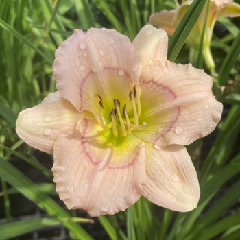 Hemerocallis 'Baby Blues' 