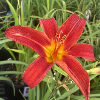 Hemerocallis 'Bess Ross' 