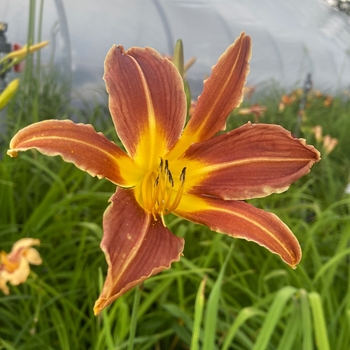 Hemerocallis 'Challenger' 