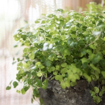 Pilea depressa