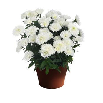 Aster novi-belgii Showmakers® Arctic White