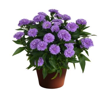 Aster novi-belgii Showmakers® Lavender