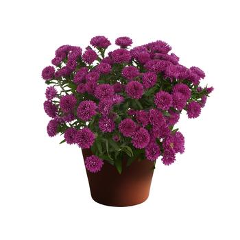 Aster novi-belgii Showmakers® Magenta