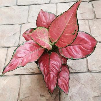 Aglaonema anyamanee 'Dang'