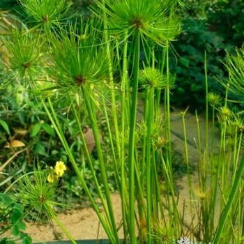 Cyperus papyrus