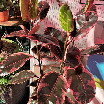 Ficus elastica 'Ruby' 
