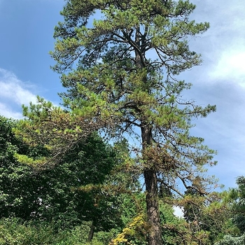 Pinus rigida