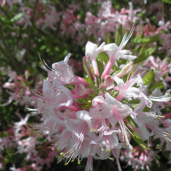 Rhododendron viscosum 'Pink and Sweet' 