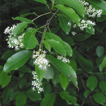 Prunus serotina