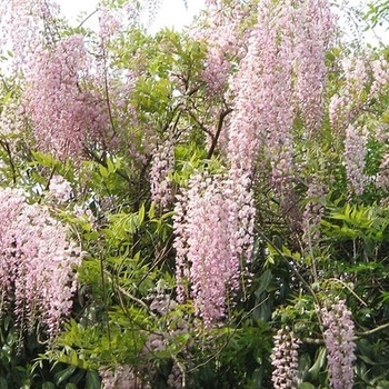 Wisteria floribunda 'Hon-beni (Pink Ice)' 