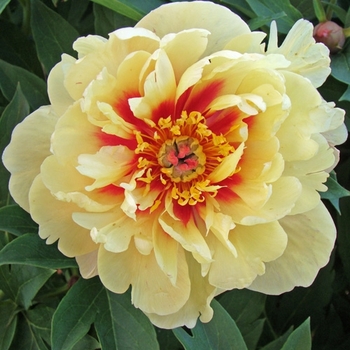 Paeonia 'Smith Opus 1' PP22192