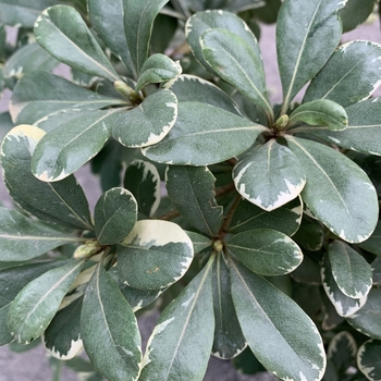 Pittosporum crassifolium 'Variegatum' 