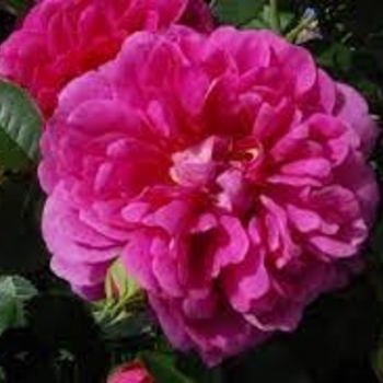 Rosa 'Princess Anne' 