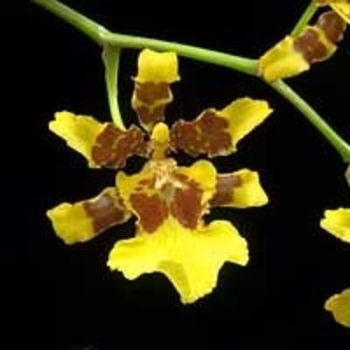 Oncidium grex 'Purple Queen' 