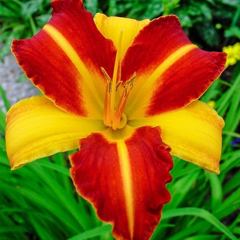 Hemerocallis 'Frans Hals' 