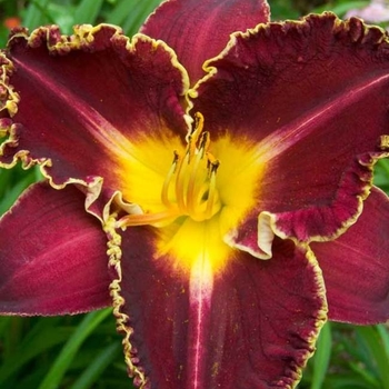 Hemerocallis 'Storm of the Century' 