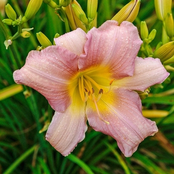 Hemerocallis 'Catherine Woodbury' 