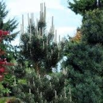 Pinus thunbergii 'Kotobuki' 