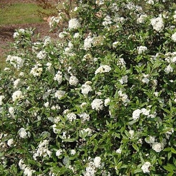 Viburnum 'PIIVIB-1' PP23385