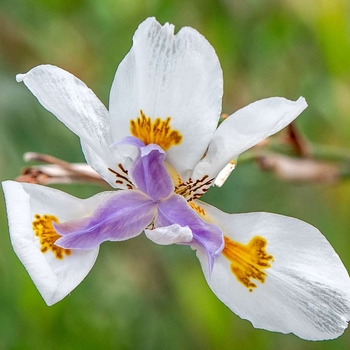 Iris germanica 'Buckwheat' 