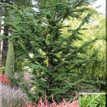 Tsuga heterophylla 'Iron Springs'