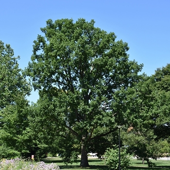 Quercus muehlenbergii