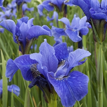 Iris sibirica 'Bennerup Blue' 