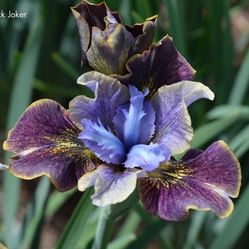 Iris sibirica 'Black Joker' 