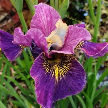 Iris sibirica 'Charming Billy' 