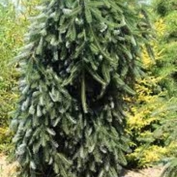 Abies alba 'Green Spiral' 