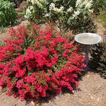 Lagerstroemia indica 'Cherry Delight' 