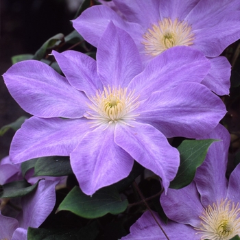 Clematis 'Diana's Delight™' Evipo026