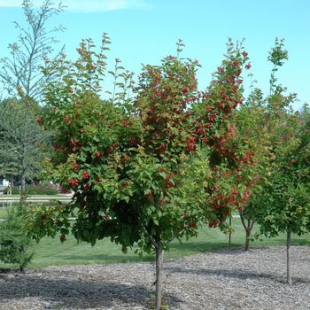 Acer ginnala 'Ruby Slippers' 