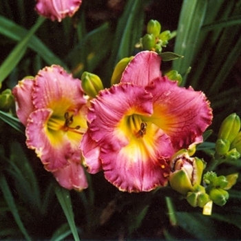 Hemerocallis 'Chance Encounter' 