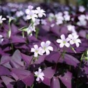 Oxalis triangularis 'Ebony' PPAF