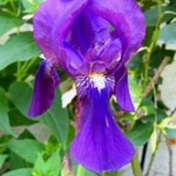 Iris germanica 'Grandmas Purple Flag' 