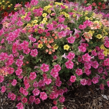 Combination Planter 'Touch of Color™ Mix' 