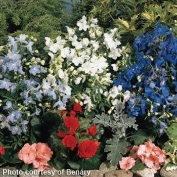 Delphinium grandiflorum 'Summer Colors Mix' 