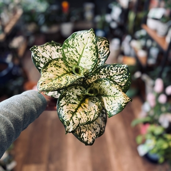 Aglaonema commutatum 'Pearls'