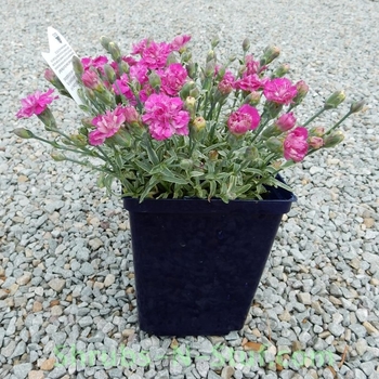 Dianthus 'Edgehog' 