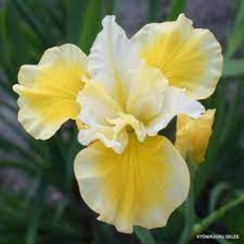 Iris sibirica 'Solar Energy' 