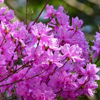 Rhododendron 'Formosa Lavender' 