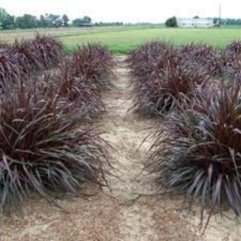 Pennisetum setaceum 'Regal Princess™' 